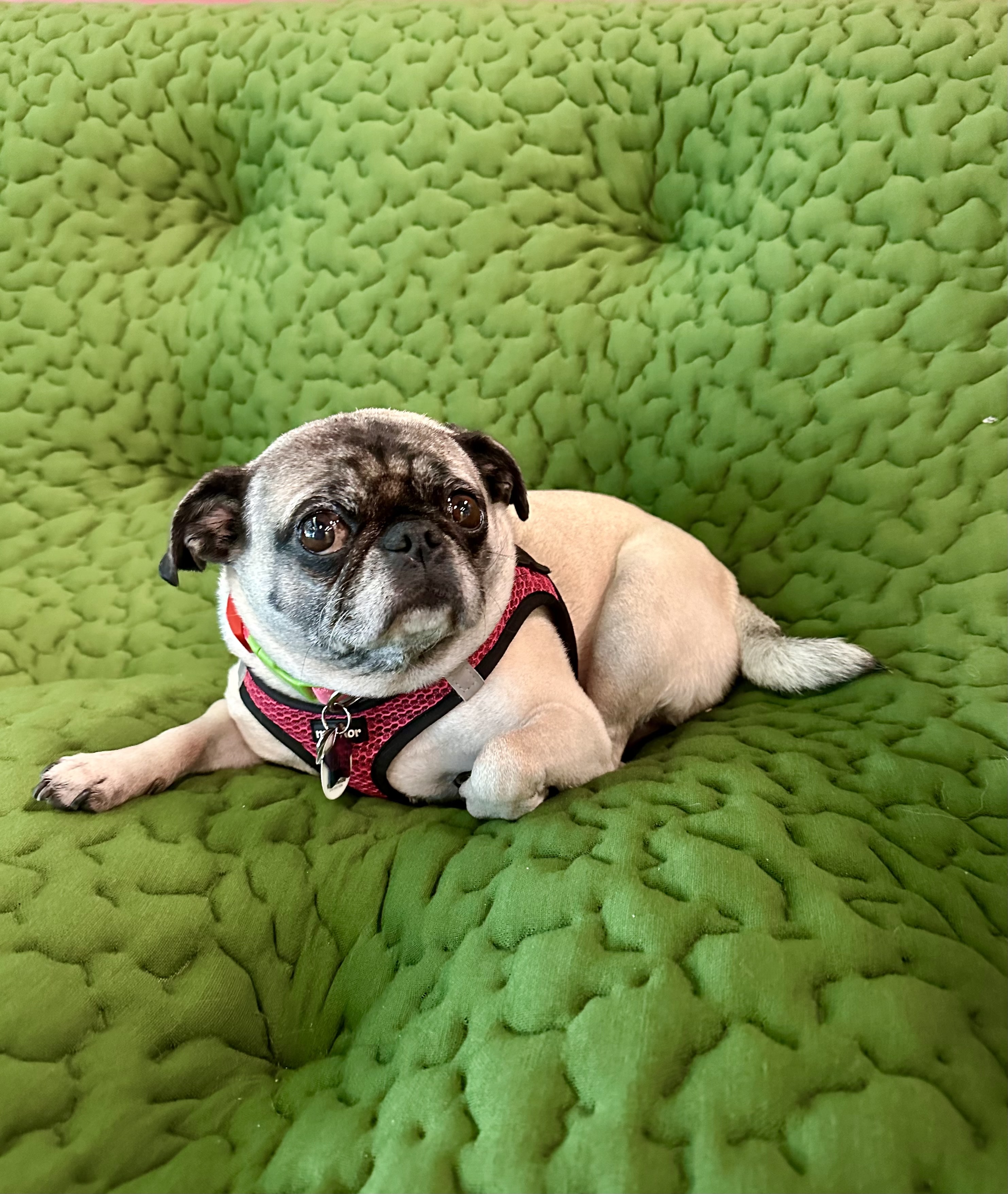 Lily the pug photo 3