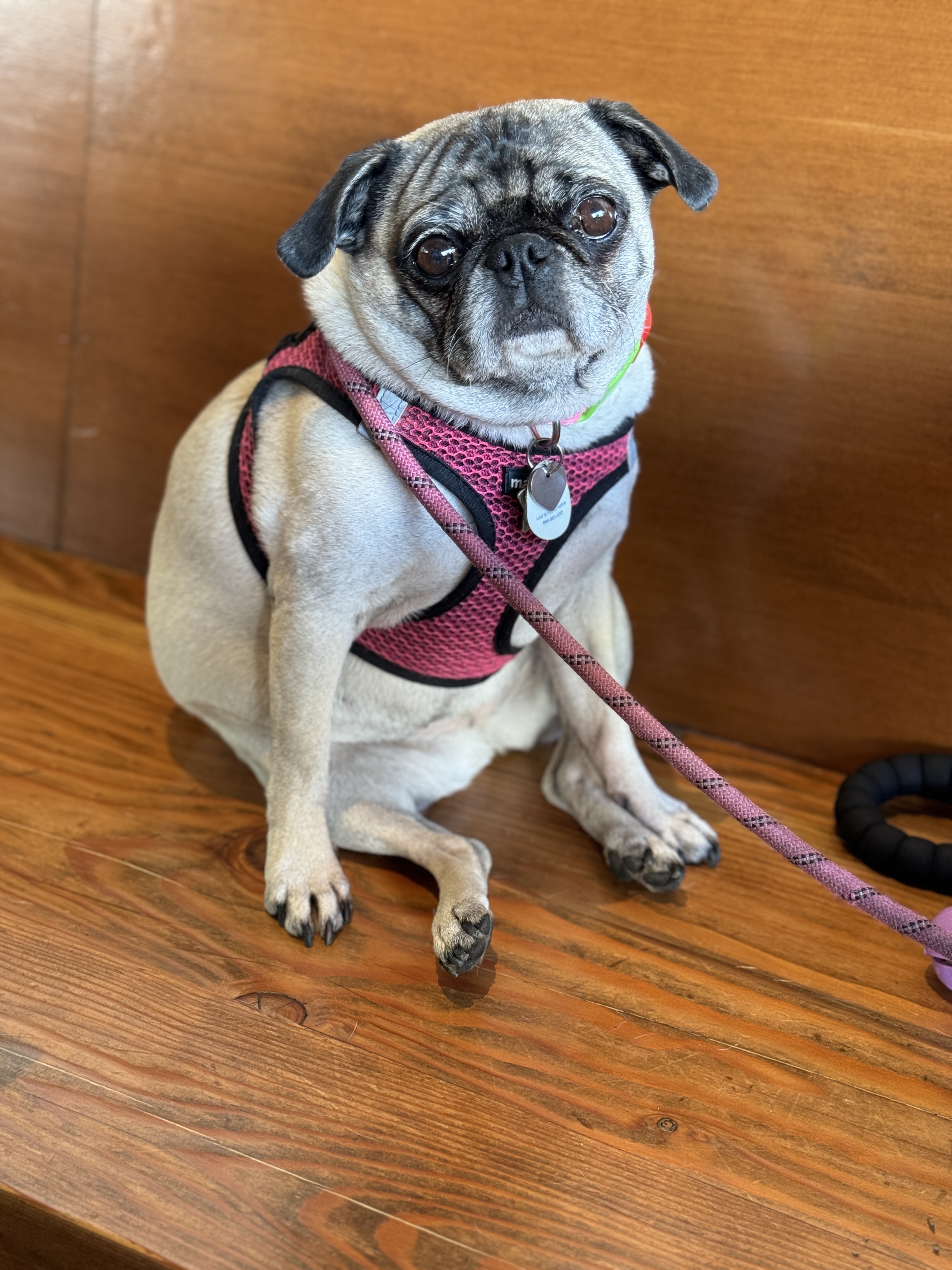 Lily the pug photo 4