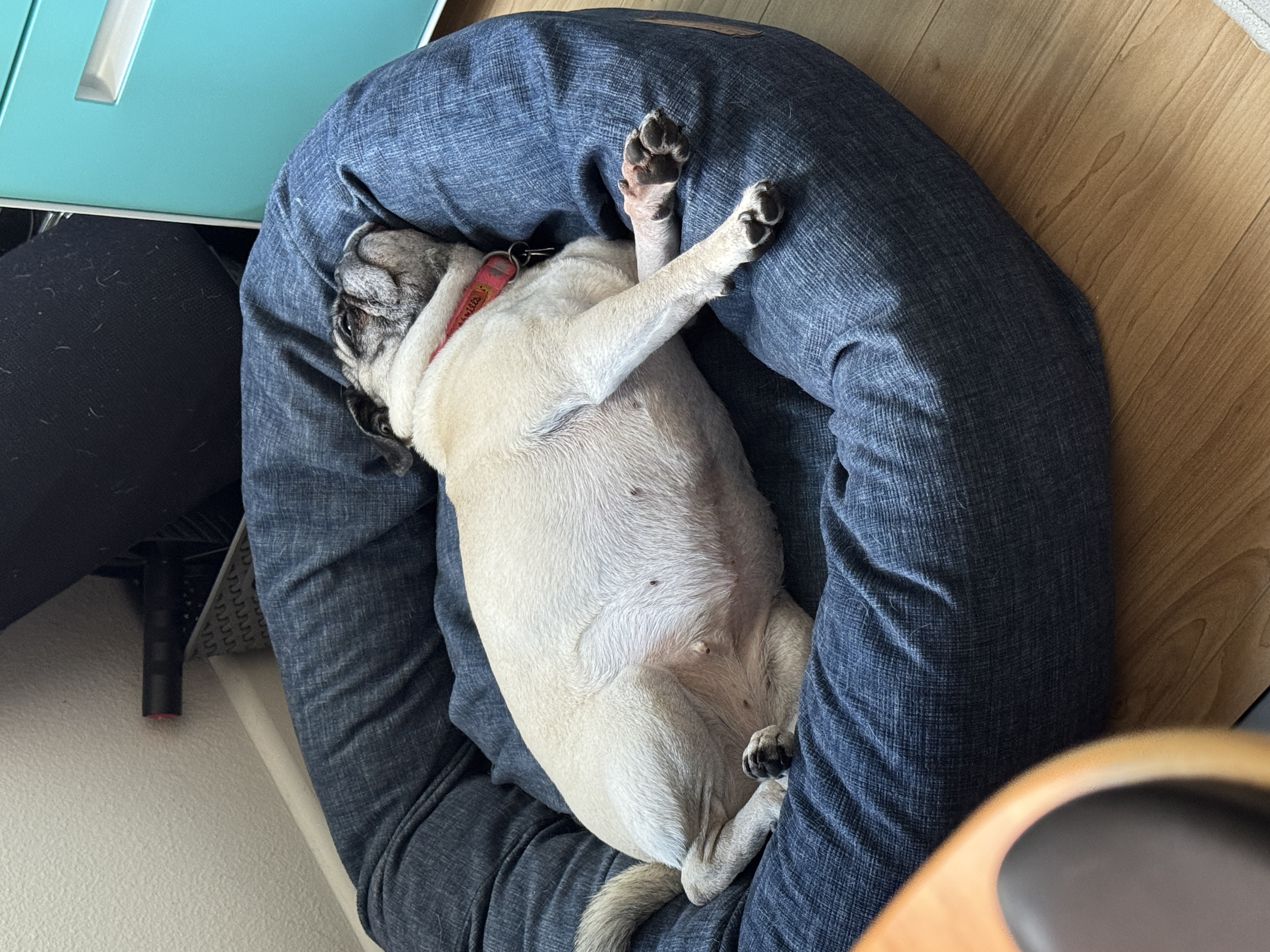 Lily the pug photo 6