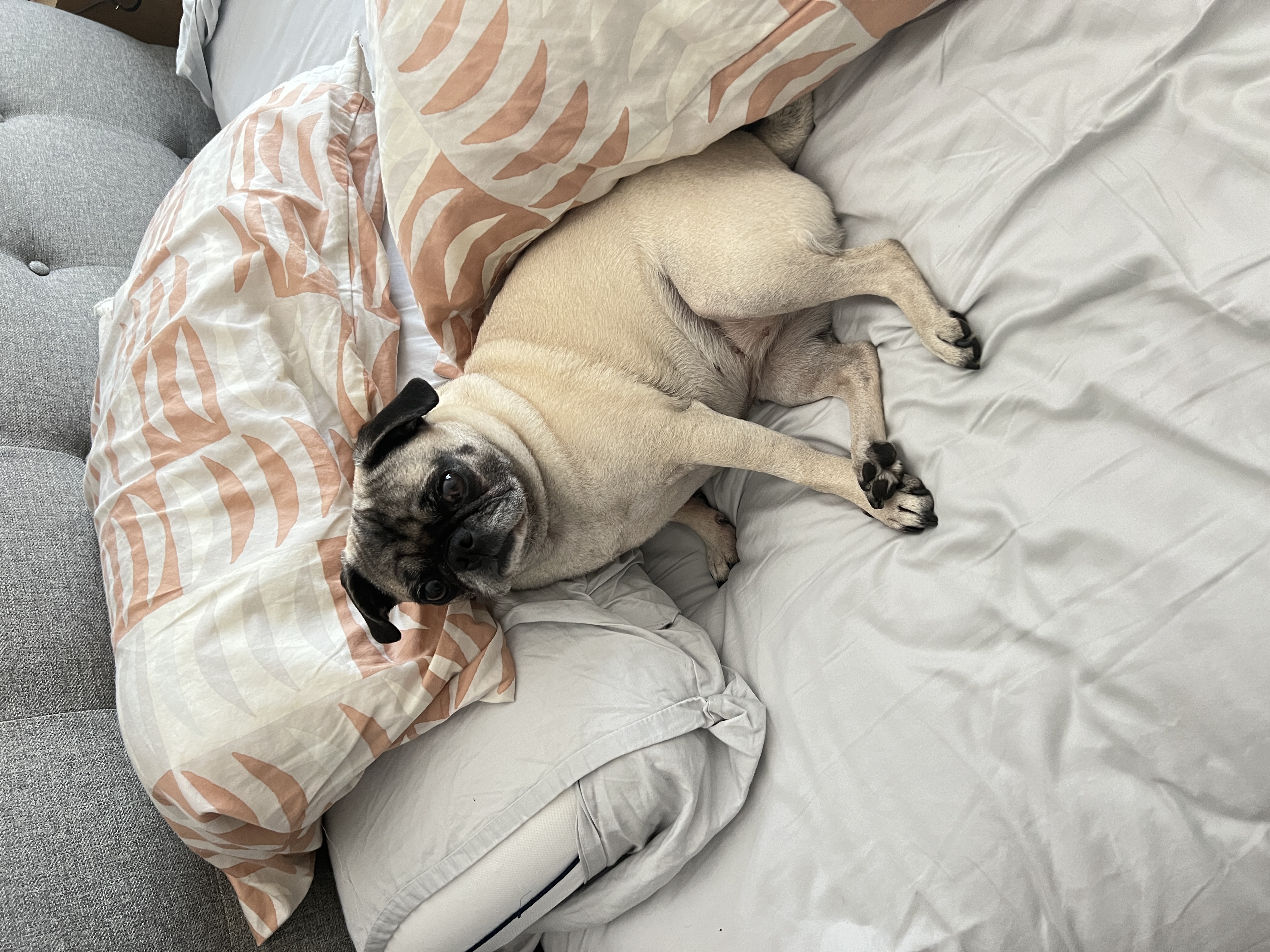 Lily the pug photo 7