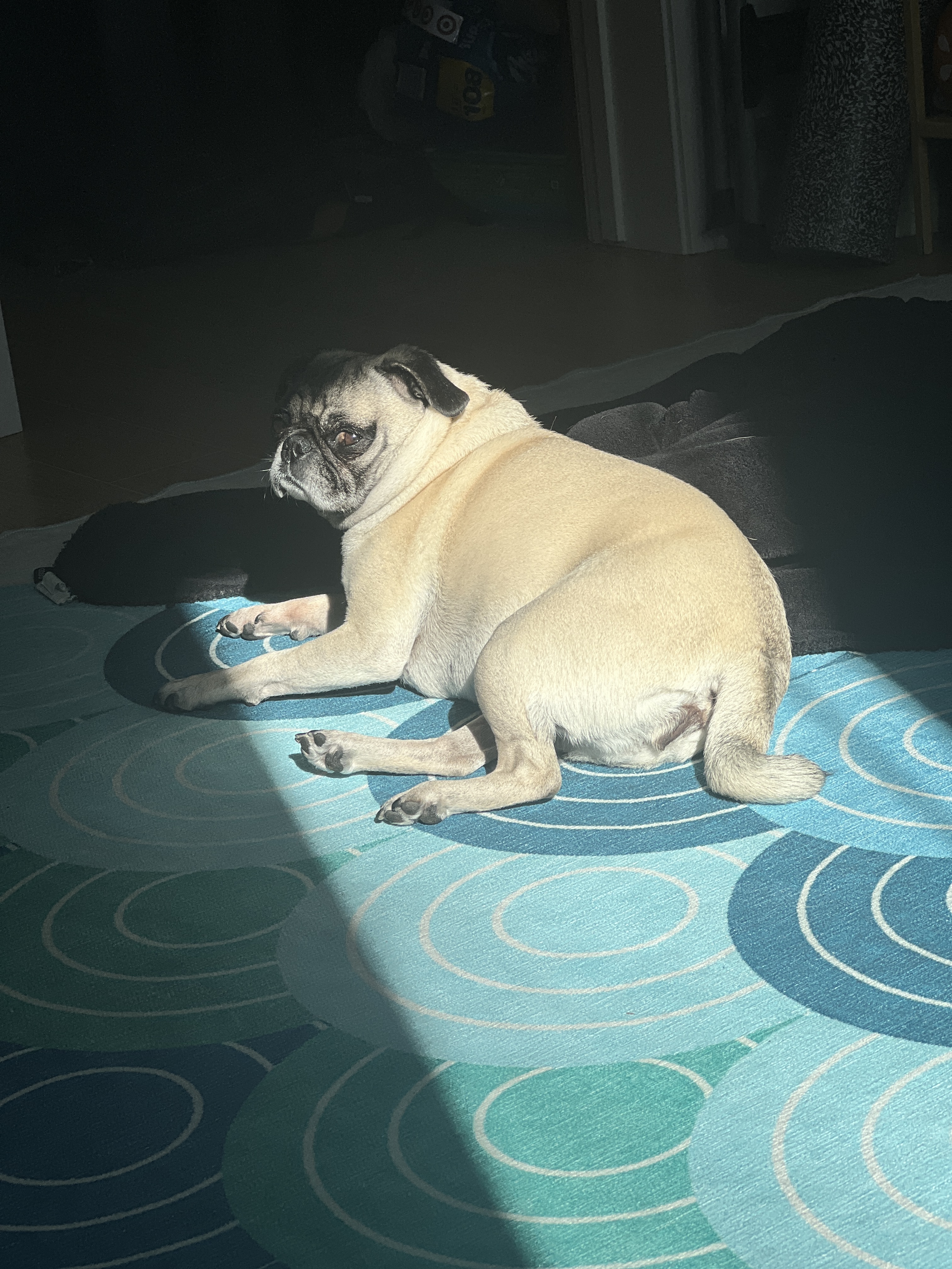 Lily the pug photo 2