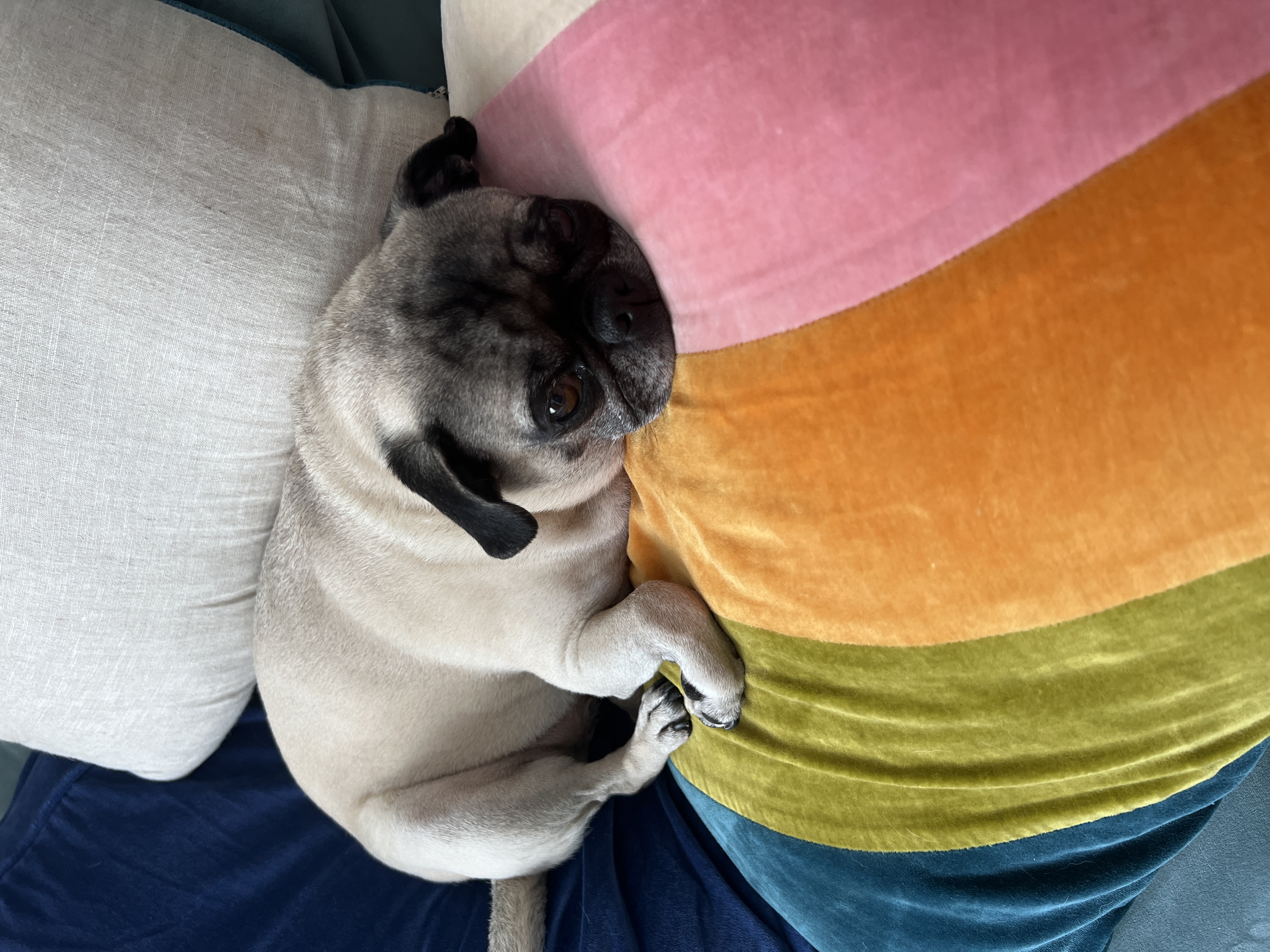 Lily the pug photo 8