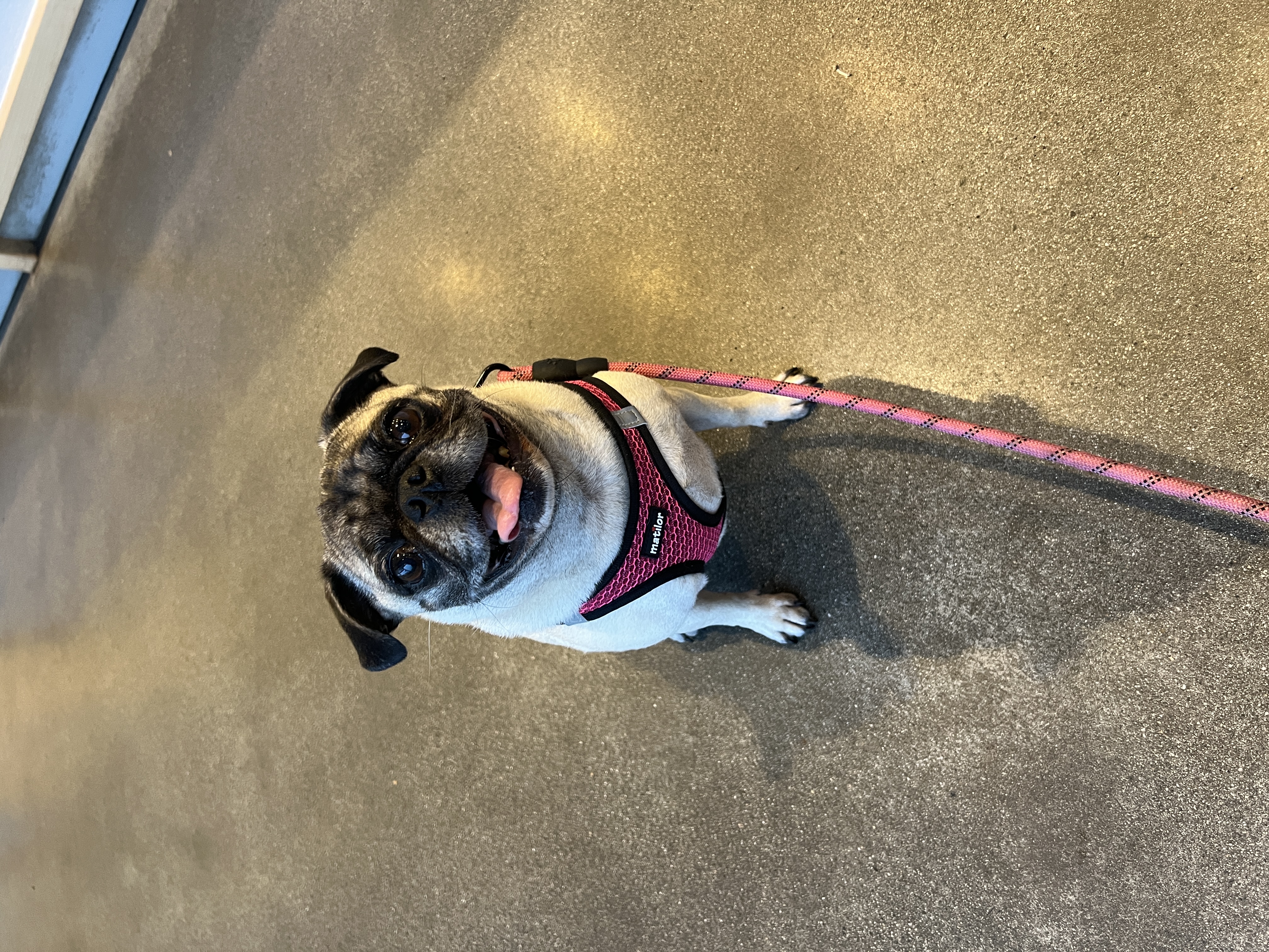 Lily the pug photo 9