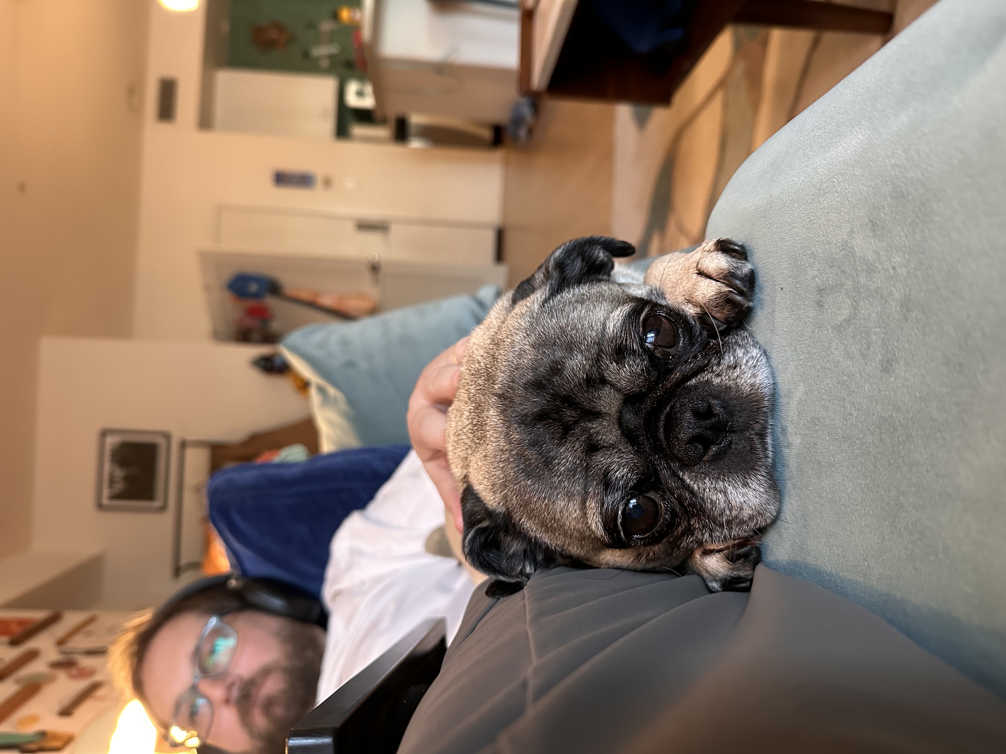 Lily the pug photo 10