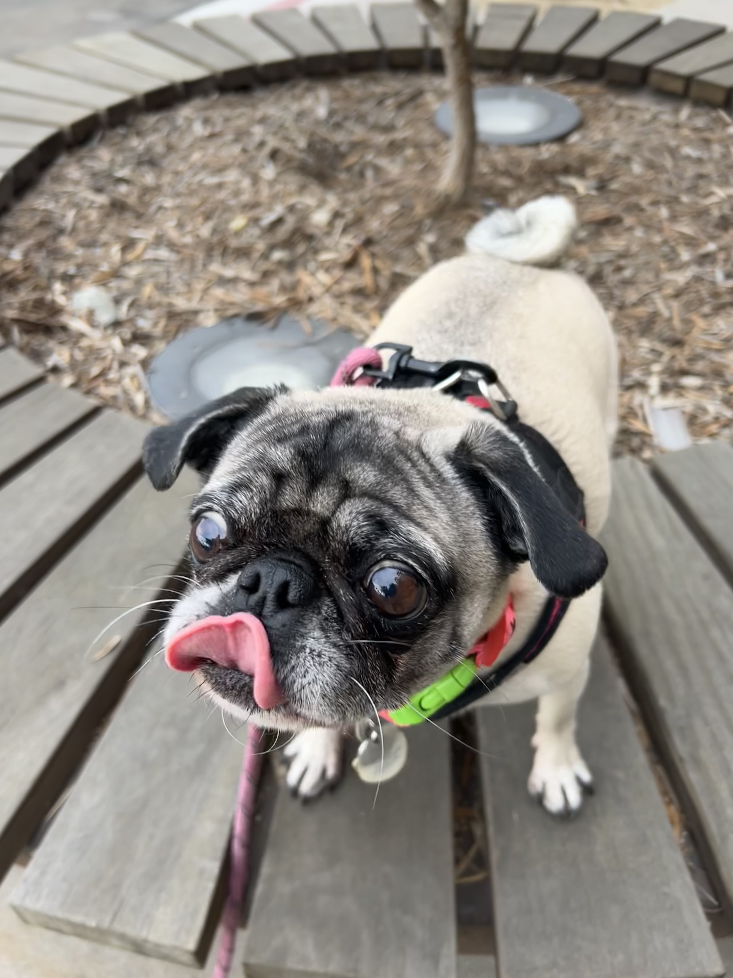 Lily the pug photo 1