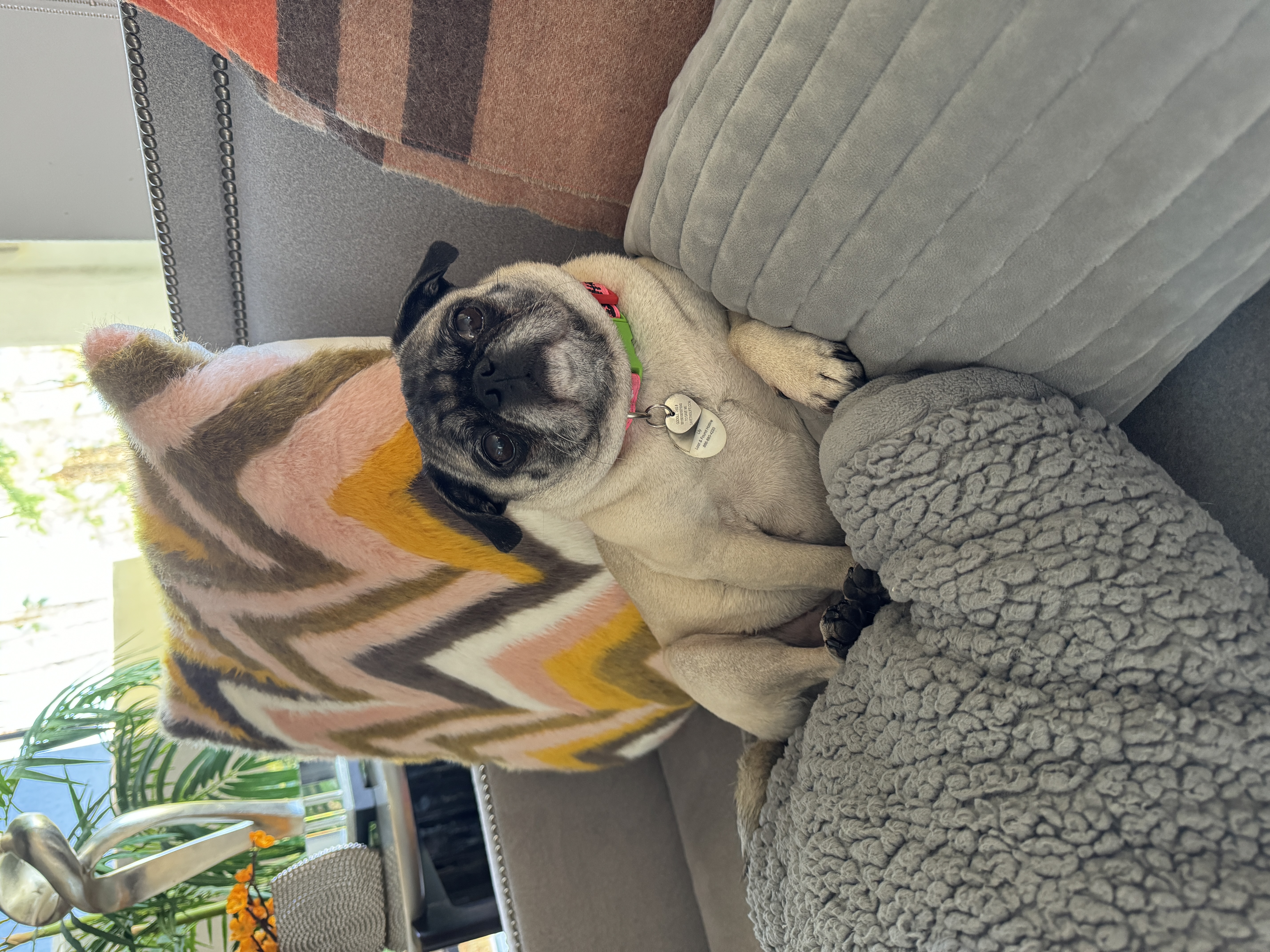 Lily the pug photo 11