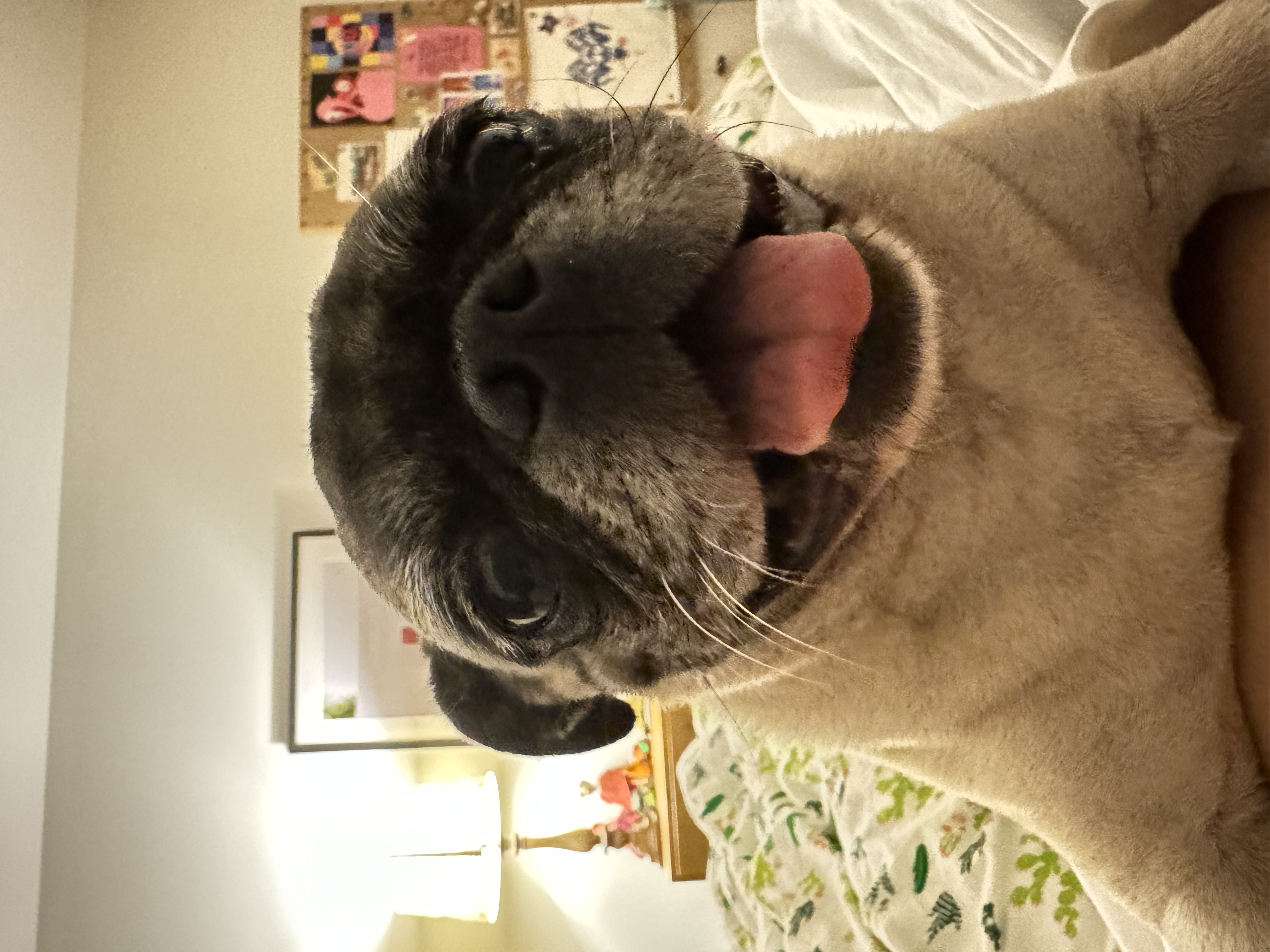 Lily the pug photo 12